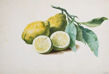 Limones, 1840